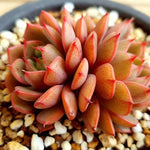 PRESALE Echeveria Ruby Singh, Double, (Random)