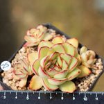 PRESALE Echeveria Sp., (Not so Random)
