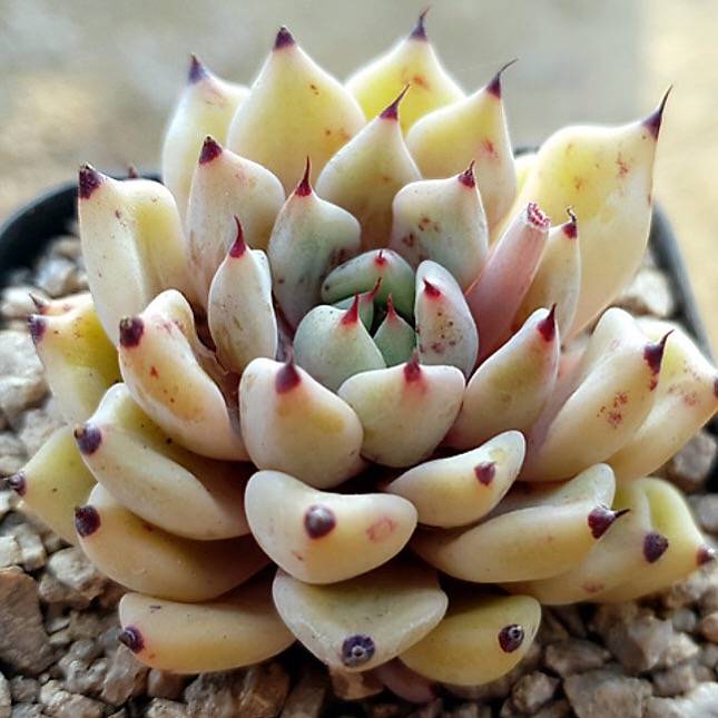 PRESALE Echeveria Canape, (Random)