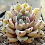 PRESALE Echeveria Canape, (Random)