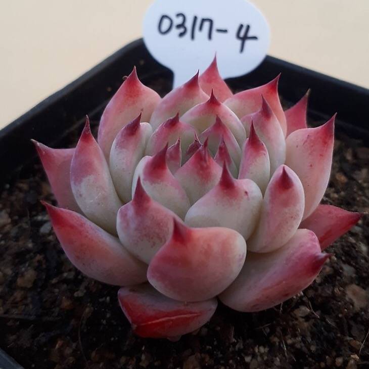 PRESALE Echeveria Chihuahuaensis cv, (Random)