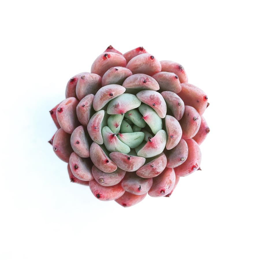 Hwaga Original Hybrid- PRESALE Echeveria Matta