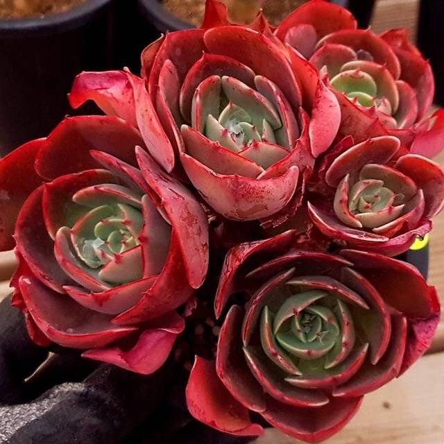 (RESERVED), Echeveria Muesli