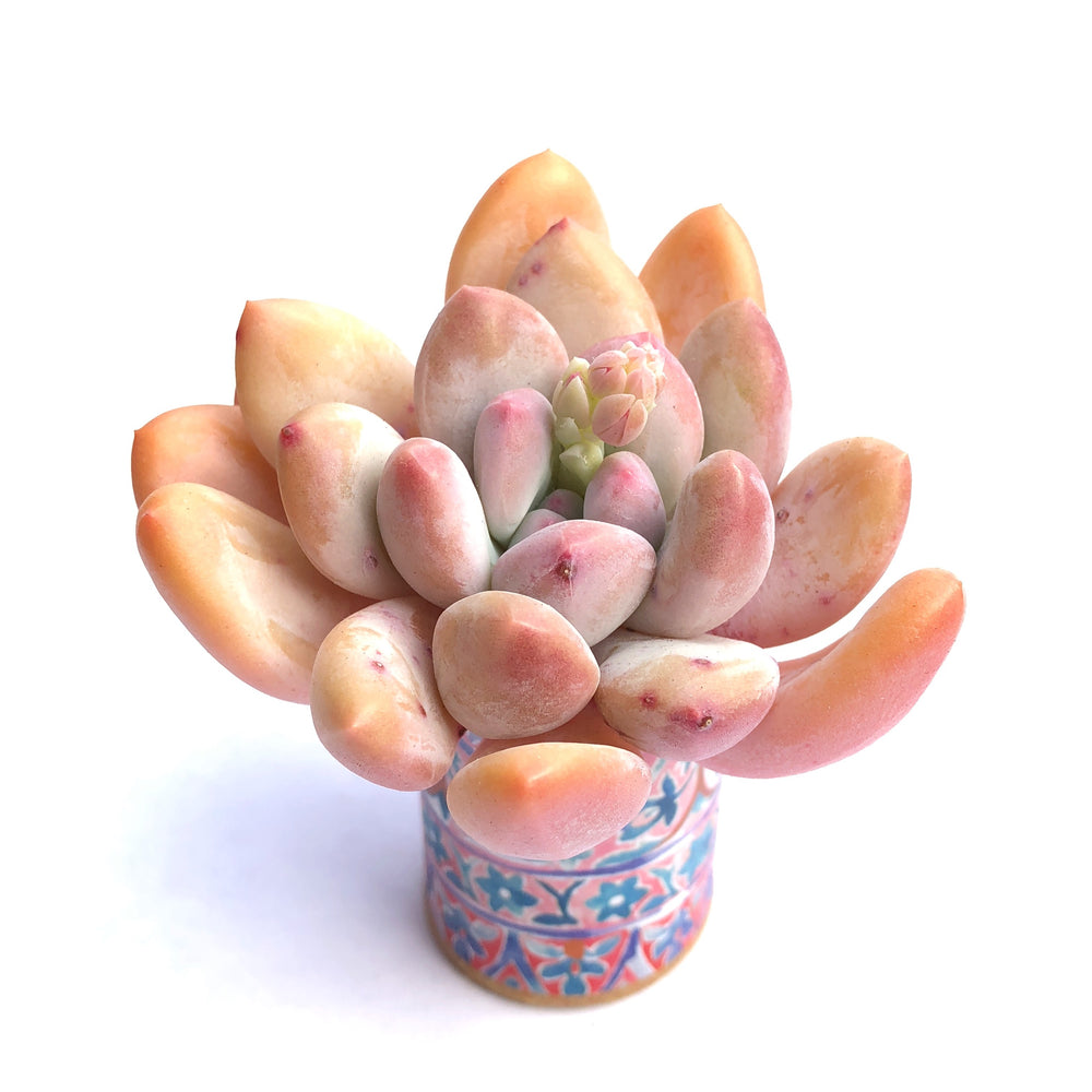 Pachyphytum Frevel cv