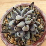PRESALE Echeveria Unguiculata, (Not so Random)