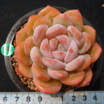 PRESALE Echeveria HOSIKAGE, (Random)