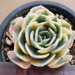 PRESALE Echeveria Lenore Dean, (Random)