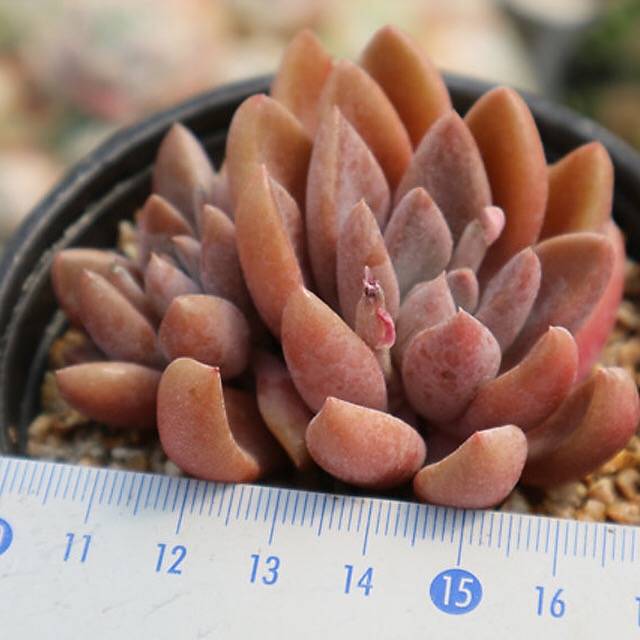 PRESALE Echeveria Sugar Jelly, (Random)