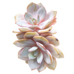 RESERVED Echeveria Cream Tea, Not Perfect, (Ready to Ship)