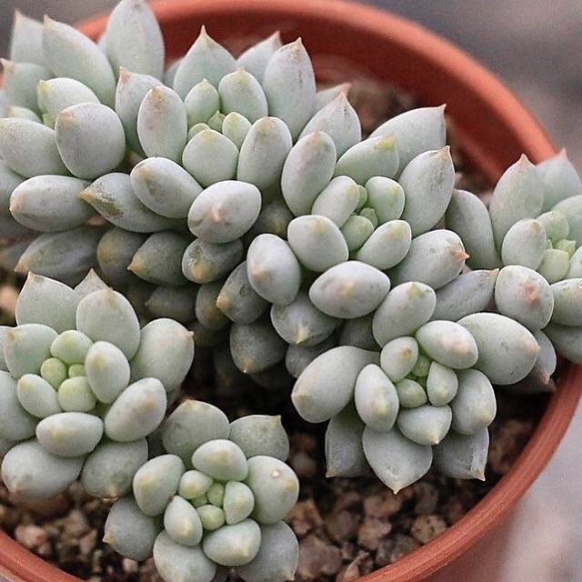 (RESERVED) Echeveria Crown Ball, Cluster (Option 1)