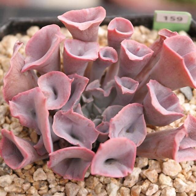 FLASH SALE- PRESALE Echeveria Trumpet Pinky, (Random)