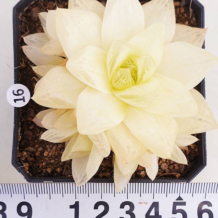 PRESALE Haworthia Cymbiformis f. Variegata, (Random)