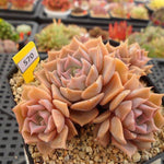 PRESALE Echeveria Glow, (Random) **VIDEO ATTACHED**