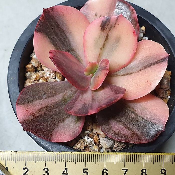PRESALE Echeveria Pre Madonna, (Not So Random)