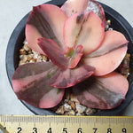 PRESALE Echeveria Pre Madonna, (Not So Random)