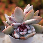 PRESALE Echeveria Trumso, Double