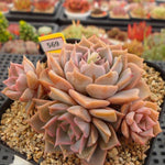 PRESALE Echeveria Glow, (Random) **VIDEO ATTACHED**