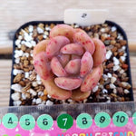 PRESALE Echeveria Ariel, (Random)