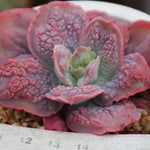 PRESALE Echeveria Linguaas, (Random)