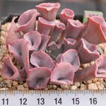 FLASH SALE- PRESALE Echeveria Trumpet Pinky, (Random)