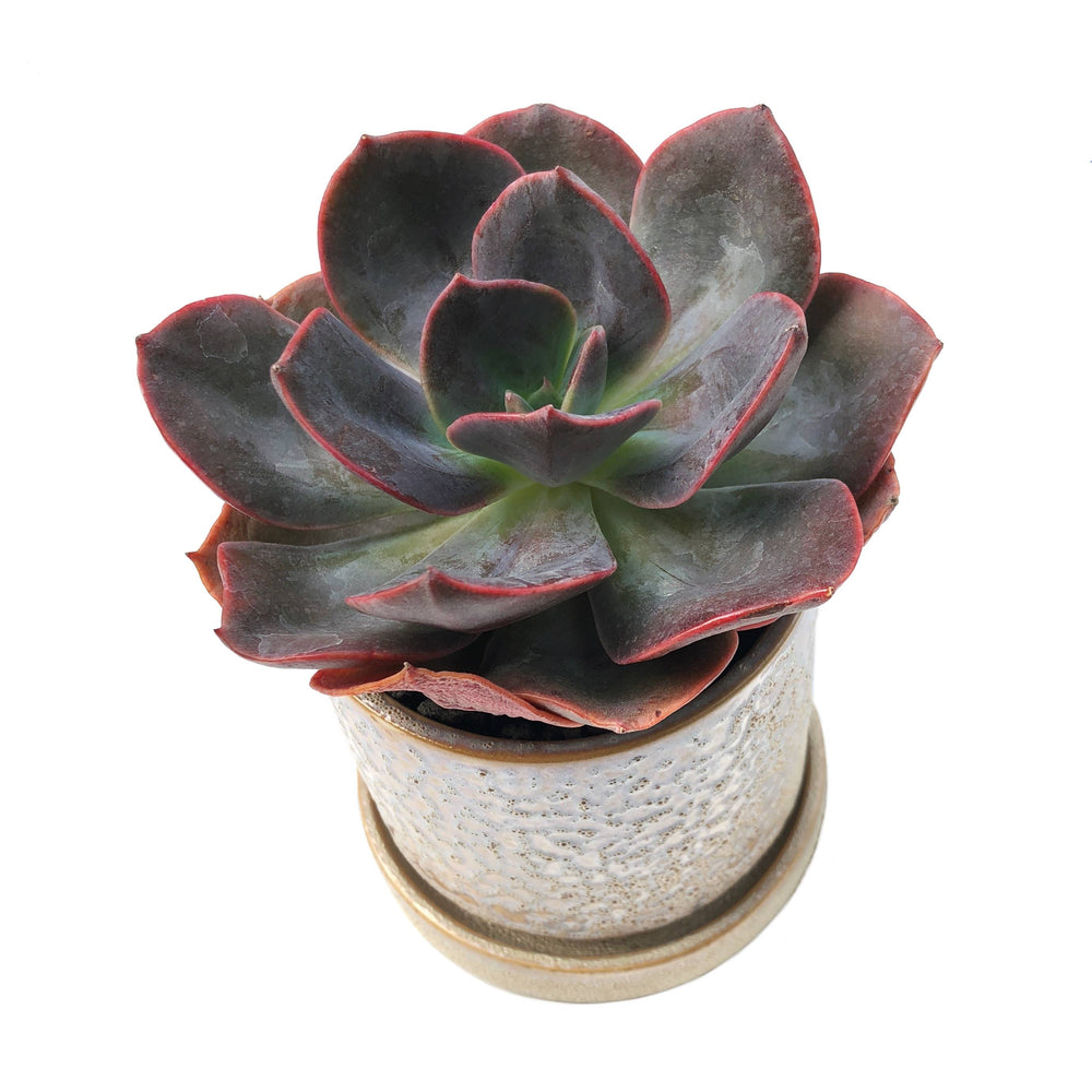 Echeveria Blue Metal