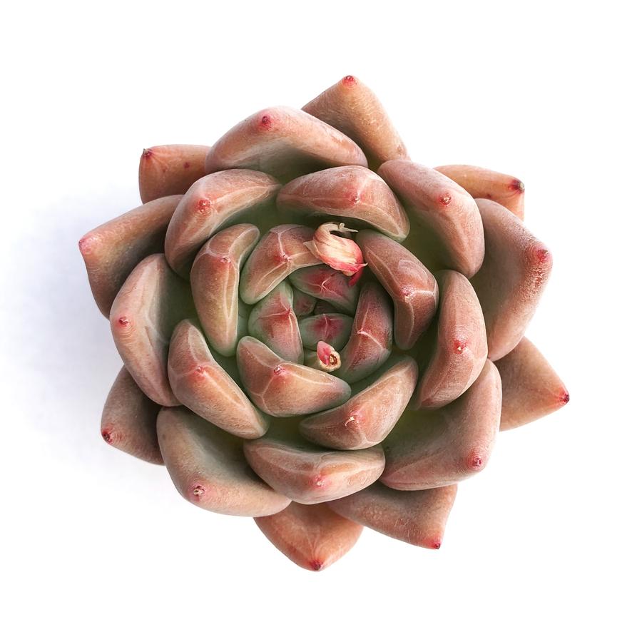 Hwaga Original Hybrid- PRESALE Echeveria Cielo