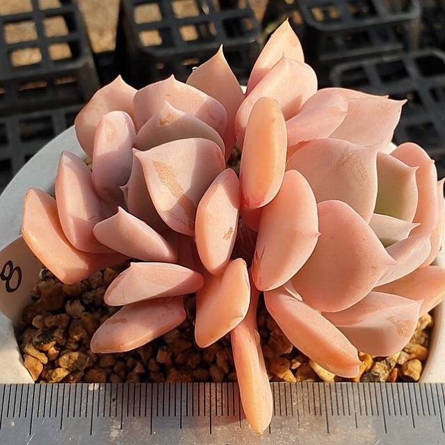 MOTHER'S DAY WEEKEND FLASH SALE! PRESALE Echeveria Exotic, (Random)