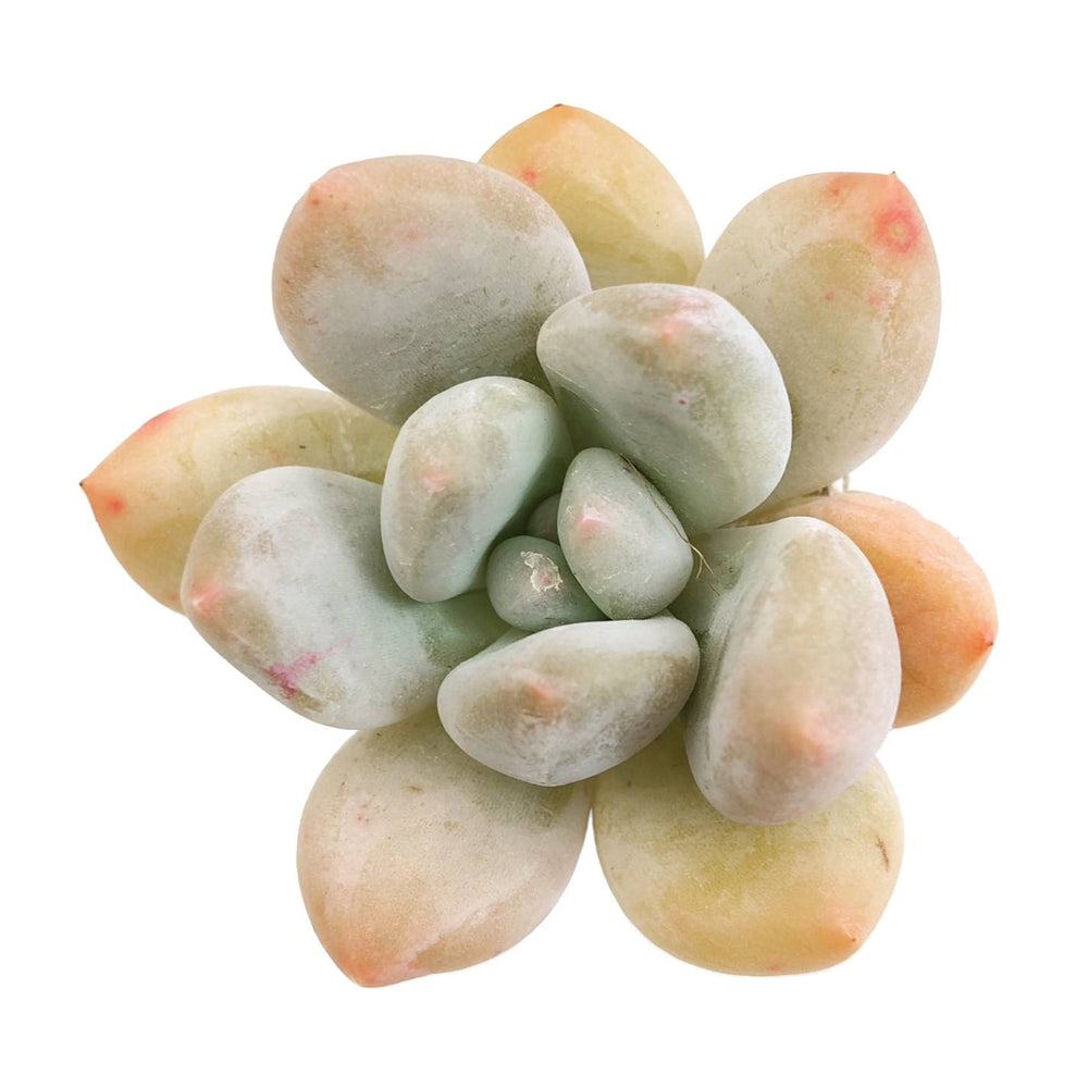 SPECIAL!! JUST CART!! Pachyphytum Sp.