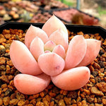 PRESALE Echeveria Arteusa, (Random)