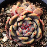 PRESALE Echeveria Ariel, Double