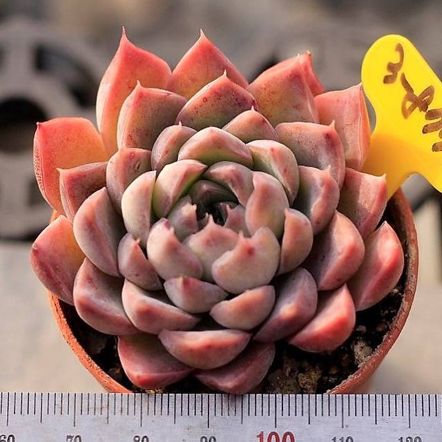 Echeveria Spicy