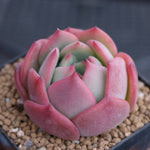 PRESALE Echeveria Patricia, (Random)