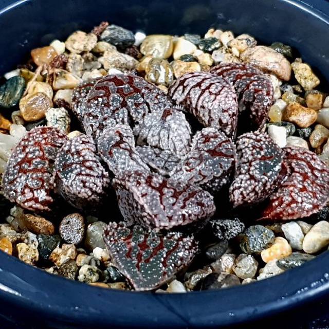 Haworthia Blue Diamond, (Video)