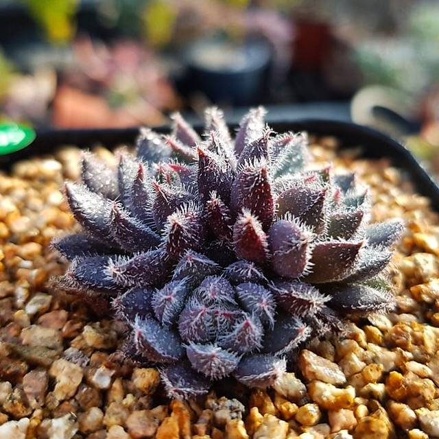 Sale! Echeveria Scorpio