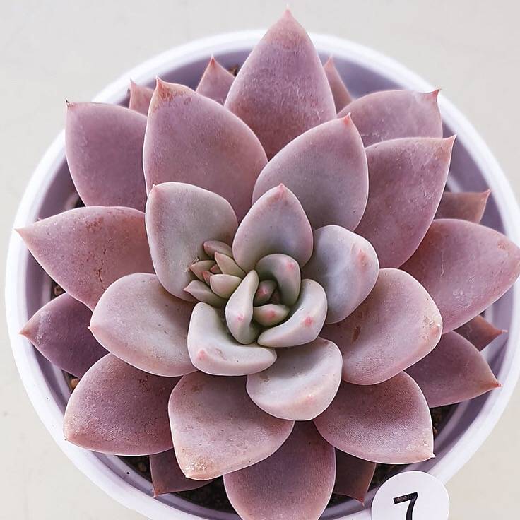 PRESALE Echeveria Lulu, (Random)