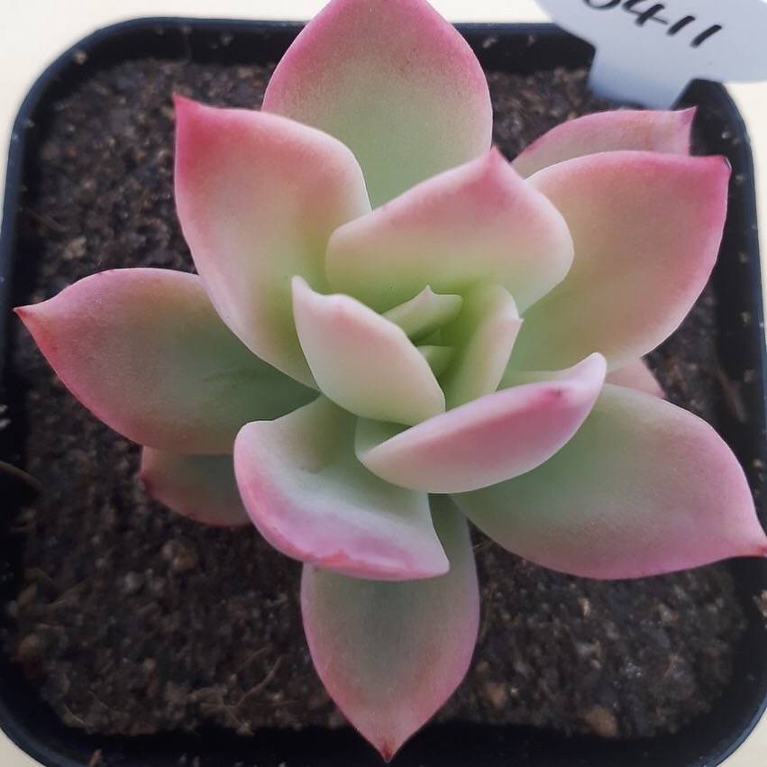 PRESALE Echeveria Joy, (Random)