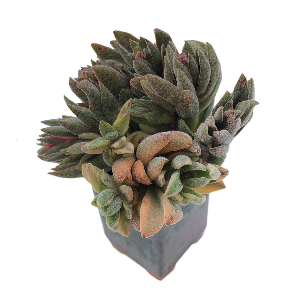 Crassula Justi Corderoyi, Variegata