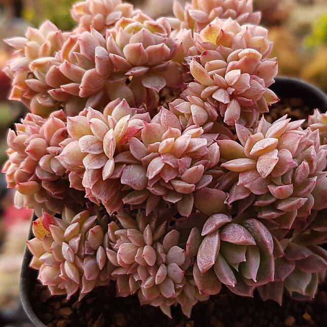 bradburiana succulent PRESALE Echeveria Bradburiana Cristata, (Not so Random)