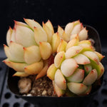 PRESALE Echeveria Lorena, (Random)