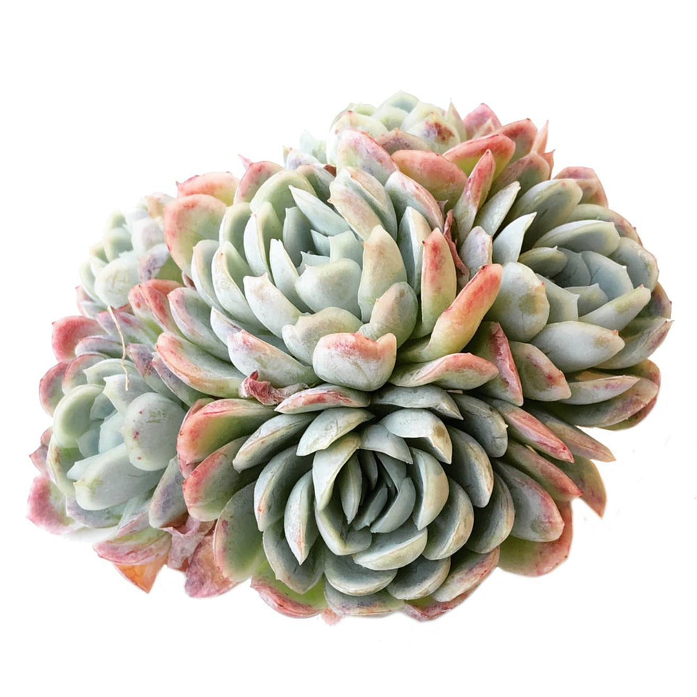 Echeveria Raspberry Ice, Cluster