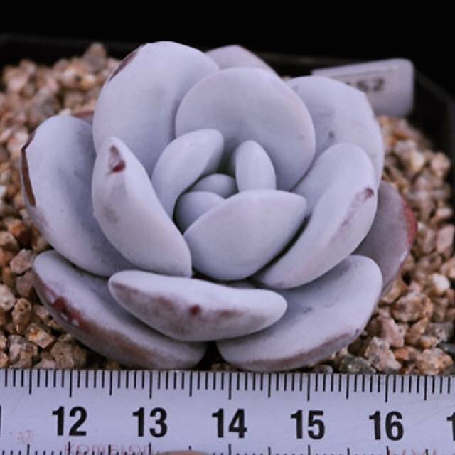 PRESALE Echeveria Lauii, (Random)