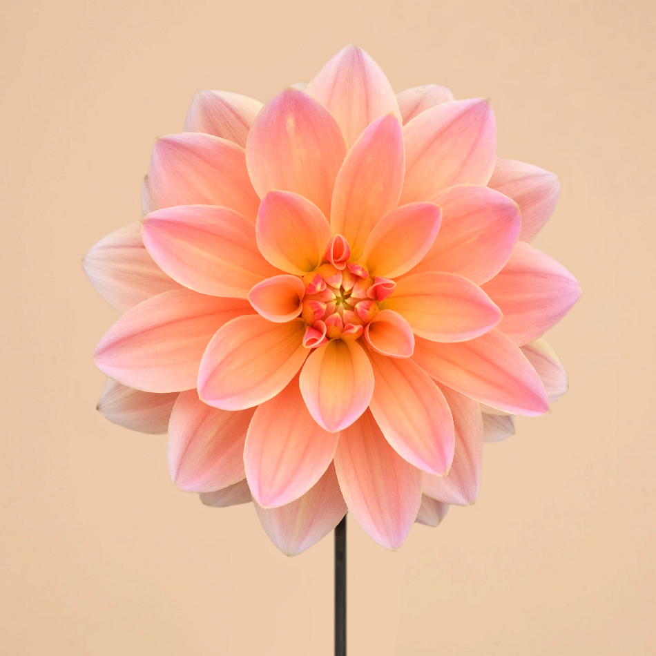NEW! Dahlia Mr. Frans (Spring Delivery)