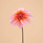NEW! Dahlia Totally Tangerine (Spring Delivery)