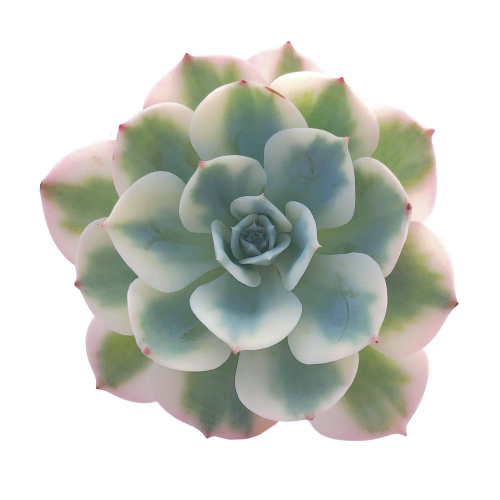 SPECIAL REQUEST- Echeveria Lenore Dean