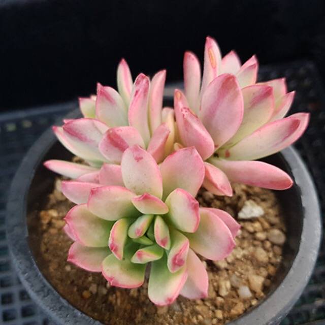 PRESALE Echeveria Mini Belle, (Random)