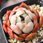 PRESALE Echeveria Accra