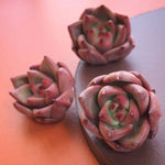 SALE! Echeveria Sp. (Random)