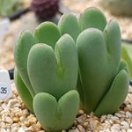 PRESALE Conophytum Bilobum, (Random)