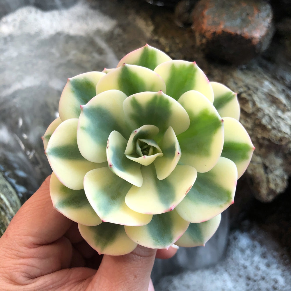 lenore dean succulent Echeveria Lenore Dean – Cedar Creek Farmhouse