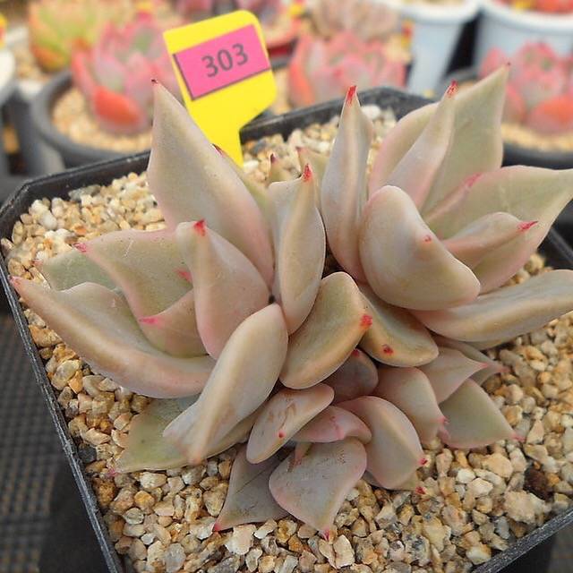 PRESALE Echeveria Madiba, (Random)